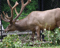 elk